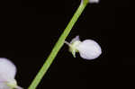 Whorled milkwort